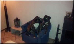 2 Boxerreuen samen in de stoel, Caddy en Bruce